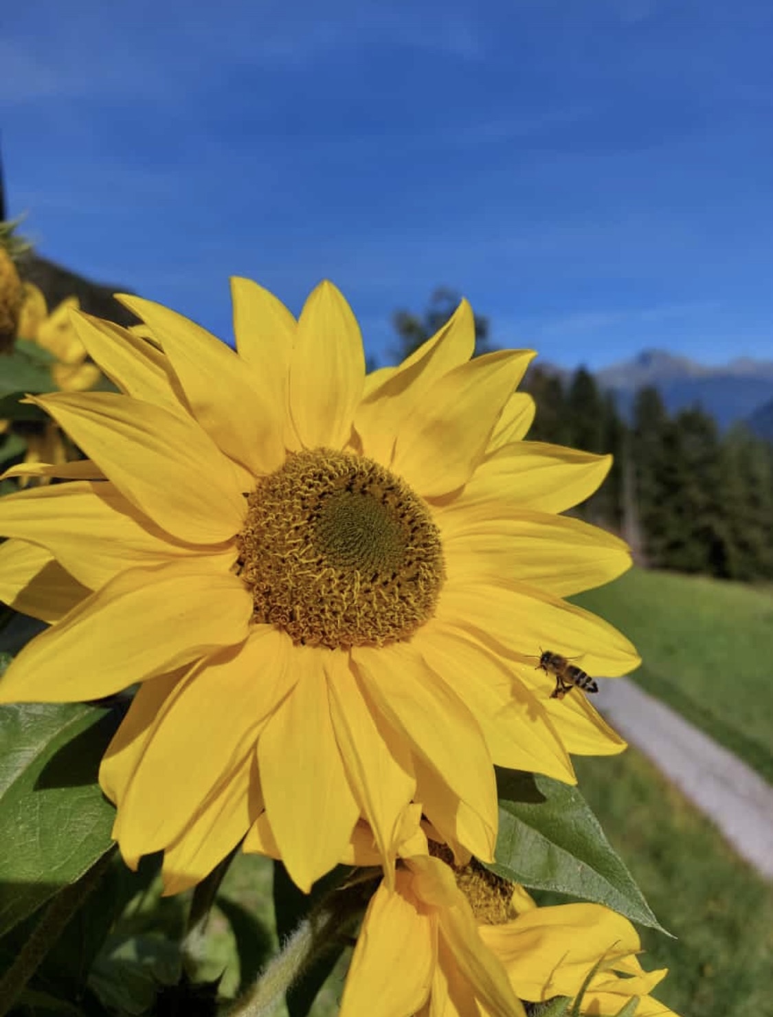 Biene im Anflug auf eine Sonnenblume